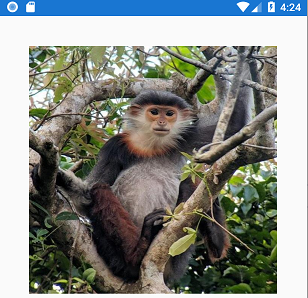 Monkey