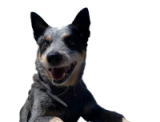 Milli the dog peeking up from the bottom of the page